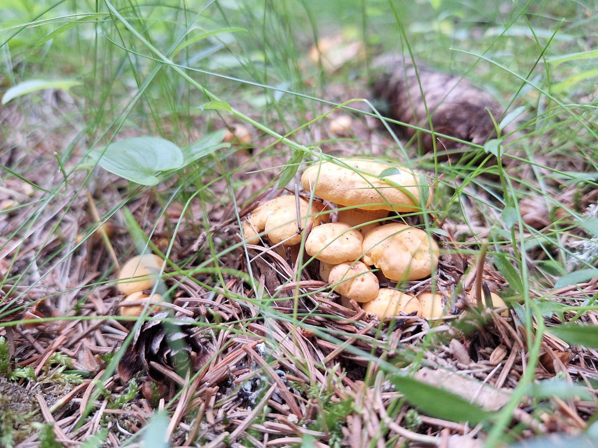 Naturpark Bauernhof Sperl Мариахоф Экстерьер фото